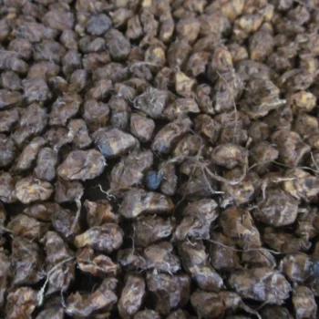 Chufa Nut (aka Tigernuts)