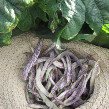 [60 seeds] Dragon Langerie (Bush)