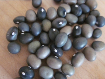 Fort Portal Jade