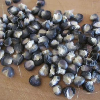 Hopi Blue (Flint/Flour)