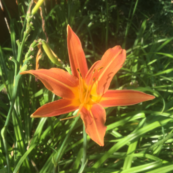 (Spring/Fall Shipping) Traditional Orange Daylilies (circa 1968)