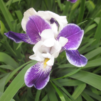 (Spring/Fall Shipping) Mrs. Andrist Iris (circa 1919)