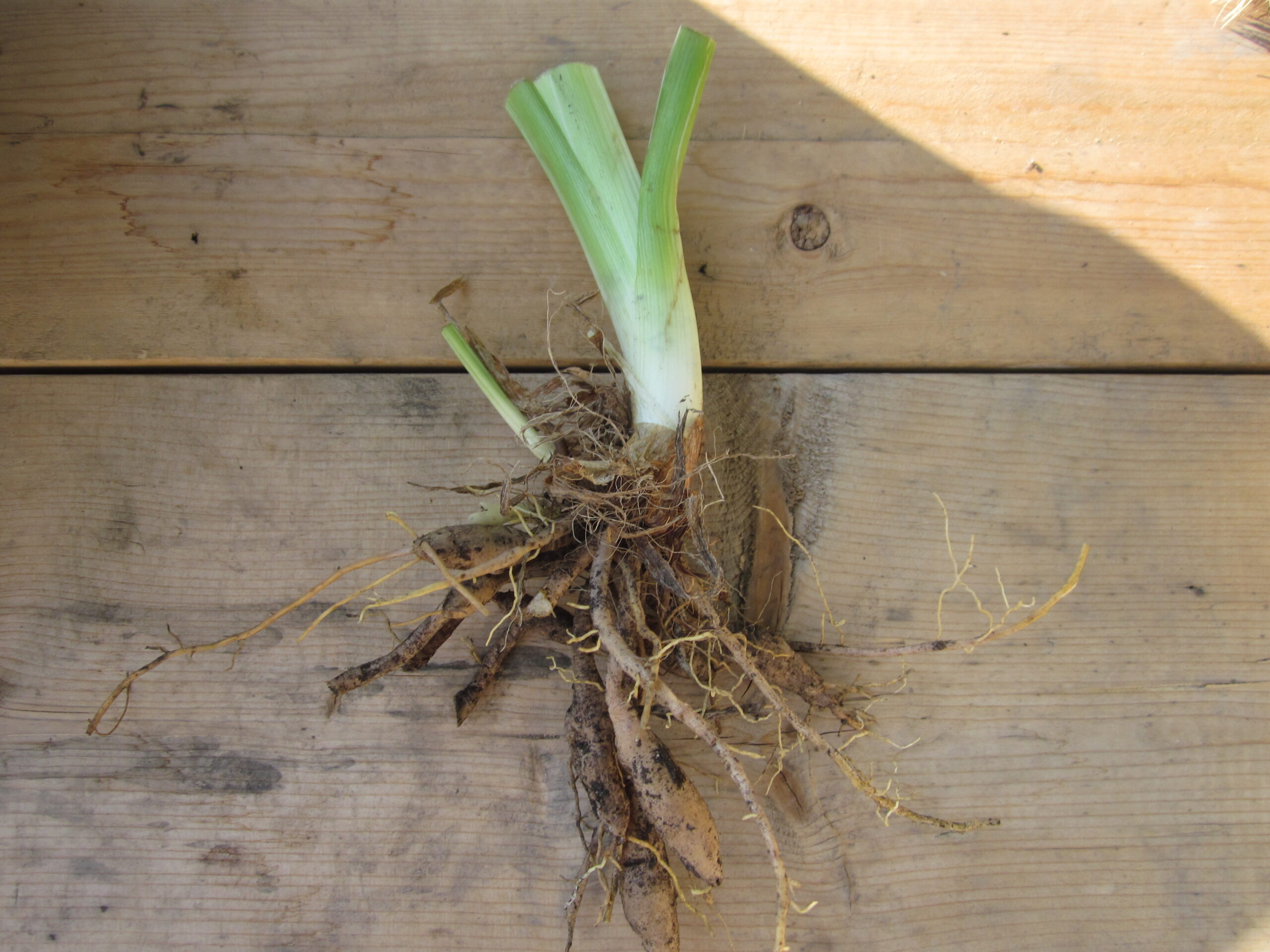 Flower Bulbs and Tubers
