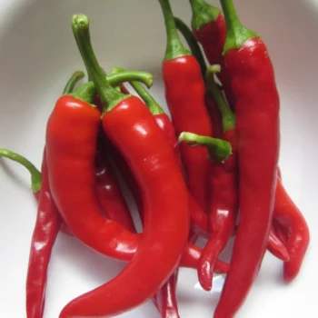 Ring O’ Fire Cayenne