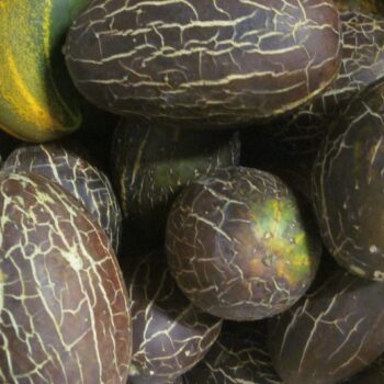 Sikkim cucumber