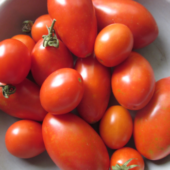 Fisher’s Earliest (Paste)