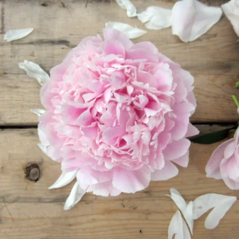 (Spring/Fall Shipping) Light Pink Peonies (circa 1968)