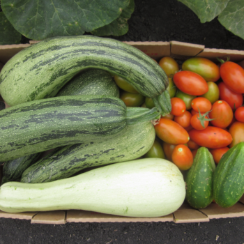 Caserta Zucchini [15 seeds]