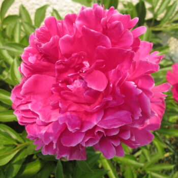 (Spring/Fall Shipping) Dark Pink Peonies (circa 1968)